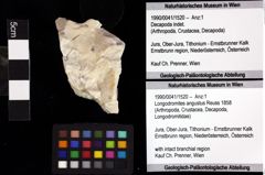 Foto (Objket + Etiketten) von Goniodromites complanatus (Reuss, 1858) 